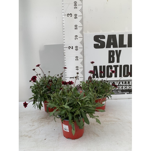 59 - THREE COSMOS ATROS CHOCCO MOCHA IN 3 LTR POTS APPROX 40CM IN HEIGHT PLUS VAT TO BE SOLD FOR THE THRE... 