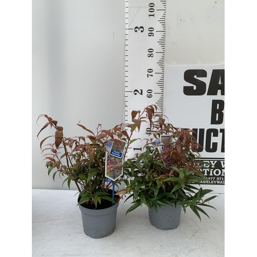 61 - TWO LEUCOTHOE 'ROYAL RUBY' AND 'BURNING LOVE' IN 2 LTR POTS 40CM TALL PLUS VAT TO BE SOLD FOR THE TW... 