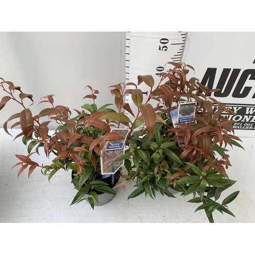 61 - TWO LEUCOTHOE 'ROYAL RUBY' AND 'BURNING LOVE' IN 2 LTR POTS 40CM TALL PLUS VAT TO BE SOLD FOR THE TW... 