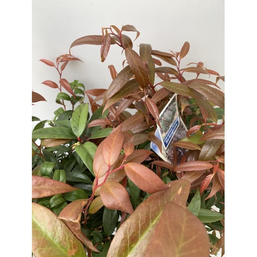 61 - TWO LEUCOTHOE 'ROYAL RUBY' AND 'BURNING LOVE' IN 2 LTR POTS 40CM TALL PLUS VAT TO BE SOLD FOR THE TW... 