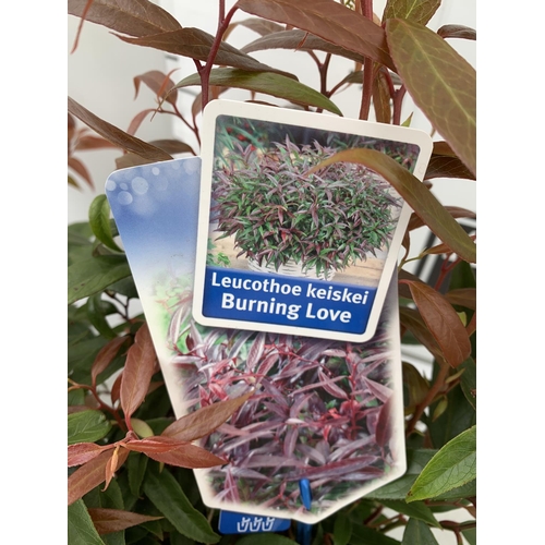 61 - TWO LEUCOTHOE 'ROYAL RUBY' AND 'BURNING LOVE' IN 2 LTR POTS 40CM TALL PLUS VAT TO BE SOLD FOR THE TW... 