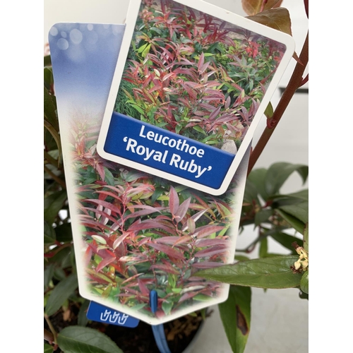 61 - TWO LEUCOTHOE 'ROYAL RUBY' AND 'BURNING LOVE' IN 2 LTR POTS 40CM TALL PLUS VAT TO BE SOLD FOR THE TW... 