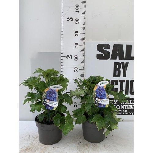 62 - TWO BLUE DELPHINIUMS IN 3 LTR POTS APPROX 40-50CM IN HEIGHT PLUS VAT TO BE SOLD FOR THE TWO