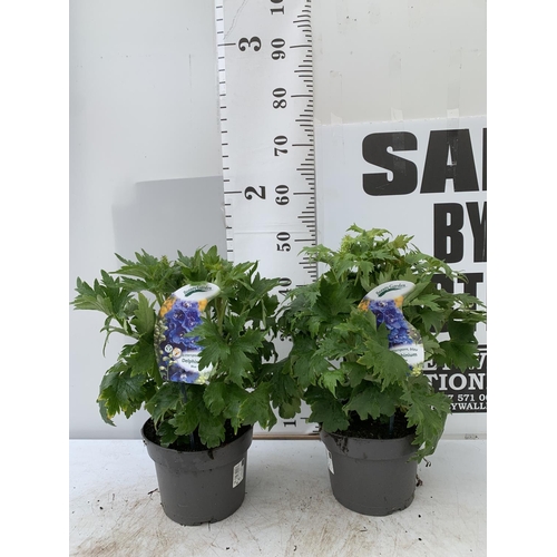 63 - TWO BLUE DELPHINIUMS IN 3 LTR POTS APPROX 50CM IN HEIGHT PLUS VAT TO BE SOLD FOR THE TWO