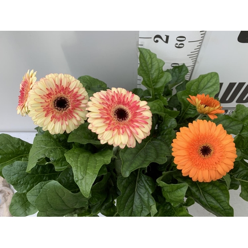 64 - TWO EXTRA LARGE GERBERA PINK/YELLOW AND ORANGE PATIO PLANTS IN 3 LTR POTS APPROX 70CM IN HEIGHT PLUS... 