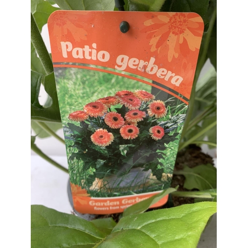 80 - TWO EXTRA LARGE GERBERA PINK AND ORANGE PATIO PLANTS IN 3 LTR POTS APPROX 70CM IN HEIGHT PLUS VAT TO... 