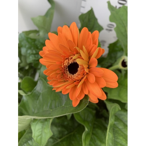 80 - TWO EXTRA LARGE GERBERA PINK AND ORANGE PATIO PLANTS IN 3 LTR POTS APPROX 70CM IN HEIGHT PLUS VAT TO... 