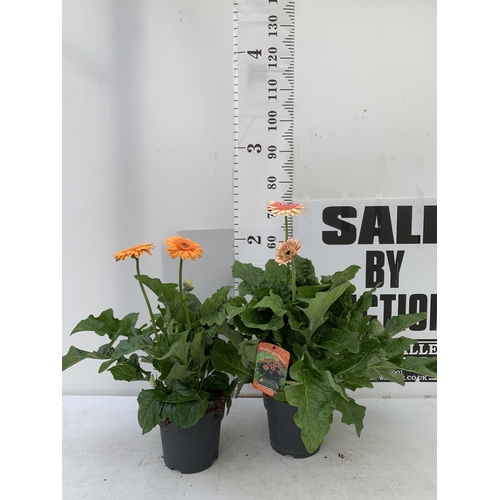 82 - TWO EXTRA LARGE GERBERA PINK/YELLOW AND ORANGE PATIO PLANTS IN 3 LTR POTS APPROX 70CM IN HEIGHT PLUS... 