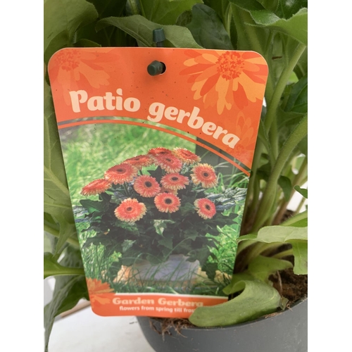 82 - TWO EXTRA LARGE GERBERA PINK/YELLOW AND ORANGE PATIO PLANTS IN 3 LTR POTS APPROX 70CM IN HEIGHT PLUS... 