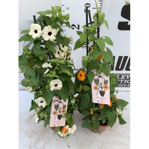 85 - TWO BLACK-EYED SUSAN THUNBERGIA ALATA DEEP ORANGE AND WHITE IN 3 LTR POTS APPROX 80CM IN HEIGHT PLUS... 