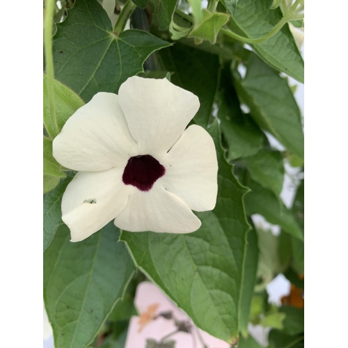 85 - TWO BLACK-EYED SUSAN THUNBERGIA ALATA DEEP ORANGE AND WHITE IN 3 LTR POTS APPROX 80CM IN HEIGHT PLUS... 