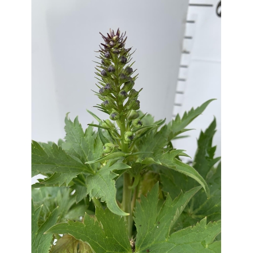 94 - TWO BLUE DELPHINIUMS IN 3 LTR POTS APPROX 50-60CM IN HEIGHT PLUS VAT TO BE SOLD FOR THE TWO