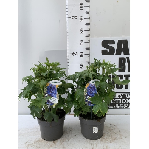 95 - TWO BLUE DELPHINIUMS IN 3 LTR POTS APPROX 50-60CM IN HEIGHT PLUS VAT TO BE SOLD FOR THE TWO