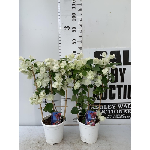 98 - TWO BOUGAINVILLEA DANIA WHITE ON A TRELLIS, 2 LTR POTS HEIGHT 70CM. PATIO READY TO BE SOLD FOR THE T... 