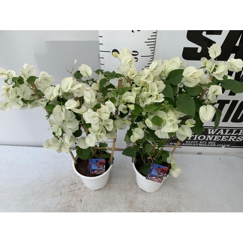 98 - TWO BOUGAINVILLEA DANIA WHITE ON A TRELLIS, 2 LTR POTS HEIGHT 70CM. PATIO READY TO BE SOLD FOR THE T... 