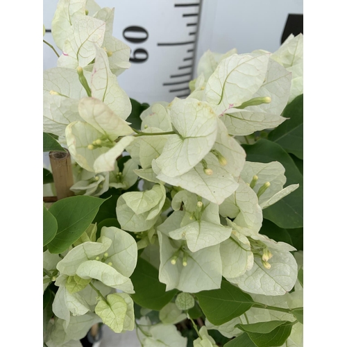 98 - TWO BOUGAINVILLEA DANIA WHITE ON A TRELLIS, 2 LTR POTS HEIGHT 70CM. PATIO READY TO BE SOLD FOR THE T... 