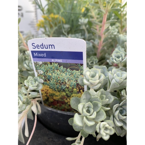 112 - SIX MIXED ALPINES AND PERENNIALS TO INCLUDE SEDUM 'GOLDEN STONECROP' ALPINES, PHLOX 'CANDY STRIPES' ... 