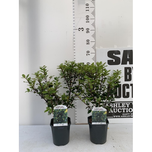 129 - TWO ILEX AQUIFOLIUM HOLLY 'BLUE PRINCE' IN 2 LTR POTS APPROX 60CM IN HEIGHT PLUS VAT TO BE SOLD FOR ... 