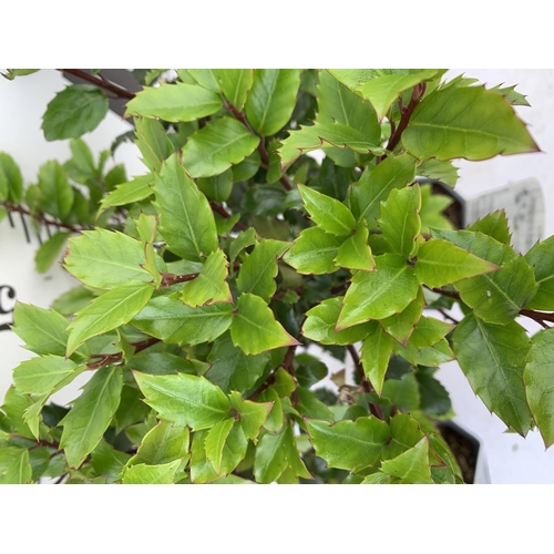 129 - TWO ILEX AQUIFOLIUM HOLLY 'BLUE PRINCE' IN 2 LTR POTS APPROX 60CM IN HEIGHT PLUS VAT TO BE SOLD FOR ... 