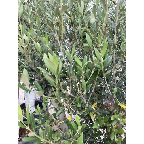 3 - A TALL OLEA EUROPAEA OLIVE TREE IN A 45/55 LITRE POT