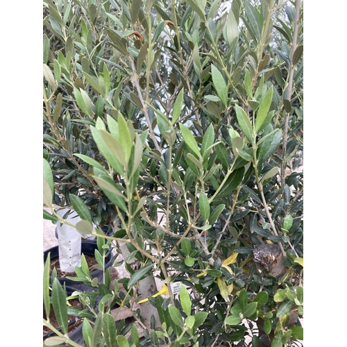 4 - A TALL OLEA EUROPAEA OLIVE TREE IN A 45/55 LITRE POT