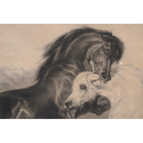 278 - A LARGE PRINT OF TWO FIGHTING HORSES, 100CM X 70CM