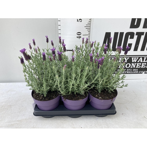 7 - SIX LAVANDULA ST.ANOUK IN PURPLE 1.5 LITRE POTS APPROX 40CM IN HEIGHT TO BE SOLD FOR THE SIX NO VAT