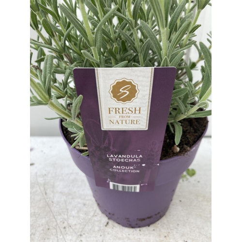 7 - SIX LAVANDULA ST.ANOUK IN PURPLE 1.5 LITRE POTS APPROX 40CM IN HEIGHT TO BE SOLD FOR THE SIX NO VAT