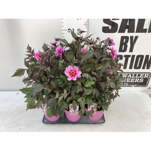 8 - SIX DAHLIA DREAMY MORNING IN 1.5 LTR POTS 50-60CM TALL TO BE SOLD FOR THE SIX PLUS VAT