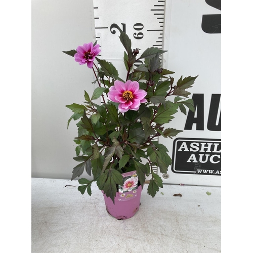 8 - SIX DAHLIA DREAMY MORNING IN 1.5 LTR POTS 50-60CM TALL TO BE SOLD FOR THE SIX PLUS VAT