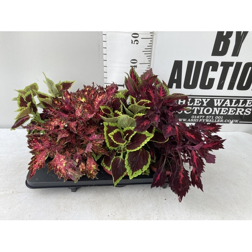 10 - SIX VARIEGATED COLEUS IN 1.3 LITRE POTS TO BE SOLD FOR THE SIX PLUS VAT