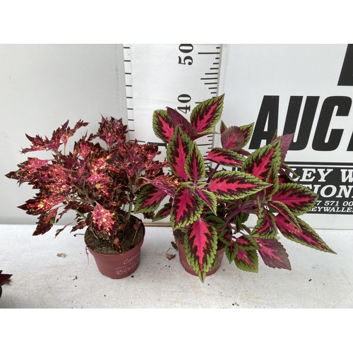 10 - SIX VARIEGATED COLEUS IN 1.3 LITRE POTS TO BE SOLD FOR THE SIX PLUS VAT