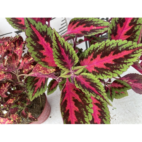 10 - SIX VARIEGATED COLEUS IN 1.3 LITRE POTS TO BE SOLD FOR THE SIX PLUS VAT