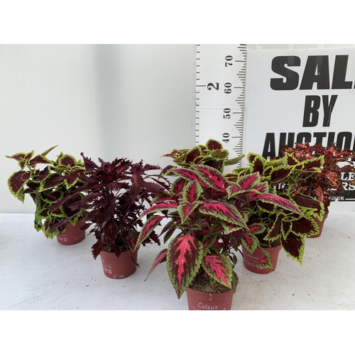 10 - SIX VARIEGATED COLEUS IN 1.3 LITRE POTS TO BE SOLD FOR THE SIX PLUS VAT