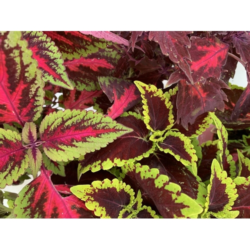 10 - SIX VARIEGATED COLEUS IN 1.3 LITRE POTS TO BE SOLD FOR THE SIX PLUS VAT