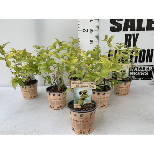 15 - SIX DIERVILLA RIVULARIS HONEYBEE PLANTS IN 1.5 LTR POTS - THIS HARDY PLANT FLOWERS FROM JUNE TO OCTO... 