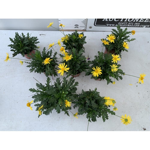 21 - EIGHT POTS OF SUNSHINE AFRICAN DAISY (EUROPS SONNESCHEIN) IN 1 LTR POTS 25-35CM TALL TO BE SOLD FOR ... 