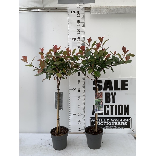 30 - TWO PHOTINIA FRASERI STANDARD TREES 'LITTLE RED ROBIN' APPROX 110-120CM IN HEIGHT IN 3LTR POTS PLUS ... 