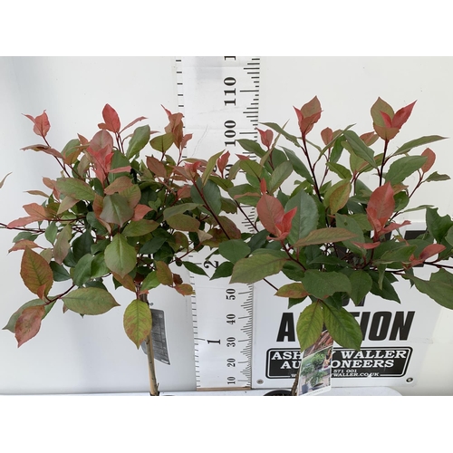 30 - TWO PHOTINIA FRASERI STANDARD TREES 'LITTLE RED ROBIN' APPROX 110-120CM IN HEIGHT IN 3LTR POTS PLUS ... 