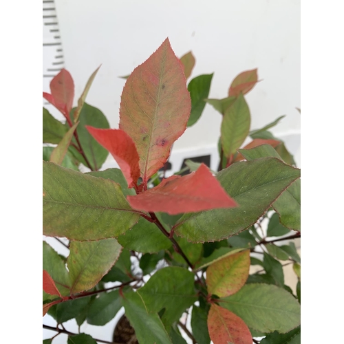 30 - TWO PHOTINIA FRASERI STANDARD TREES 'LITTLE RED ROBIN' APPROX 110-120CM IN HEIGHT IN 3LTR POTS PLUS ... 