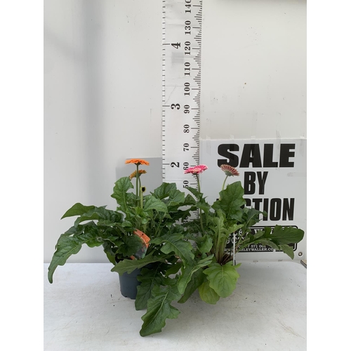 33 - TWO EXTRA LARGE GERBERA PINK AND ORANGE PATIO PLANTS IN 3 LTR POTS APPROX 60-70CM IN HEIGHT PLUS VAT... 