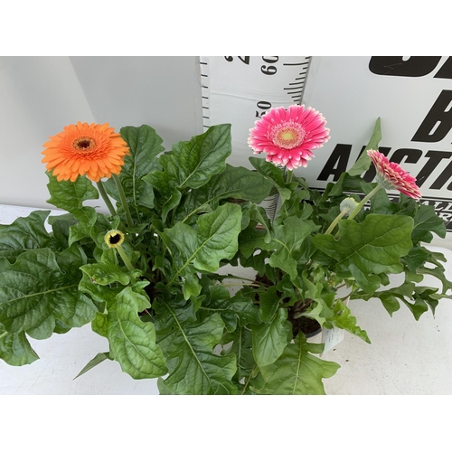 33 - TWO EXTRA LARGE GERBERA PINK AND ORANGE PATIO PLANTS IN 3 LTR POTS APPROX 60-70CM IN HEIGHT PLUS VAT... 