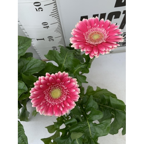 33 - TWO EXTRA LARGE GERBERA PINK AND ORANGE PATIO PLANTS IN 3 LTR POTS APPROX 60-70CM IN HEIGHT PLUS VAT... 