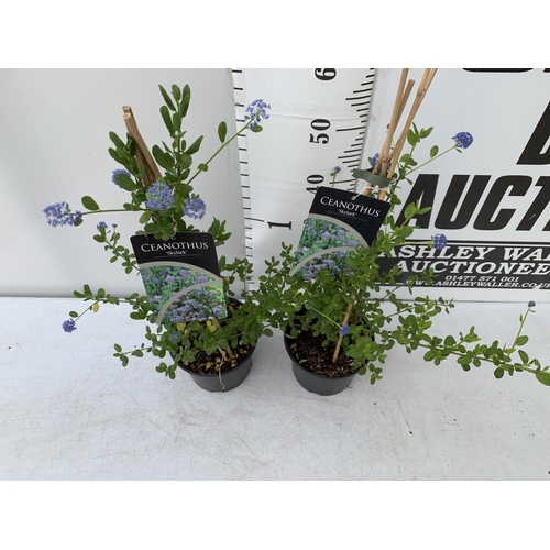 40 - TWO CEANOTHUS 'SKYLARK' IN 2 LTR POTS ON A PYRAMID FRAME APPROX 60-70CM IN HEIGHT PLUS VAT TO BE SOL... 