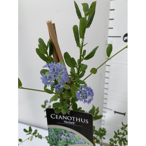 40 - TWO CEANOTHUS 'SKYLARK' IN 2 LTR POTS ON A PYRAMID FRAME APPROX 60-70CM IN HEIGHT PLUS VAT TO BE SOL... 