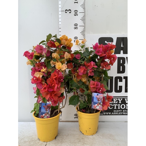 43 - TWO BOUGAINVILLEA DANIA PINK AND ORANGE MIX ON A TRELLIS, 2 LTR POTS HEIGHT 70CM. PATIO READY TO BE ... 