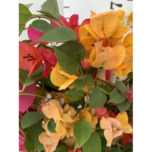 43 - TWO BOUGAINVILLEA DANIA PINK AND ORANGE MIX ON A TRELLIS, 2 LTR POTS HEIGHT 70CM. PATIO READY TO BE ... 