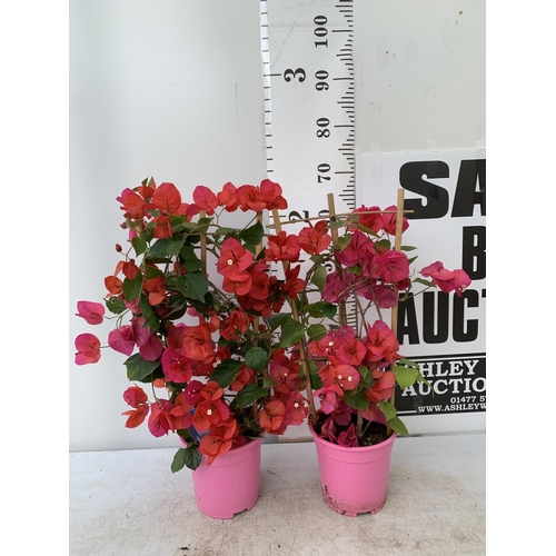 44 - TWO BOUGAINVILLEA DANIA DEEP PINK ON A TRELLIS, 2 LTR POTS HEIGHT 70CM. PATIO READY TO BE SOLD FOR T... 