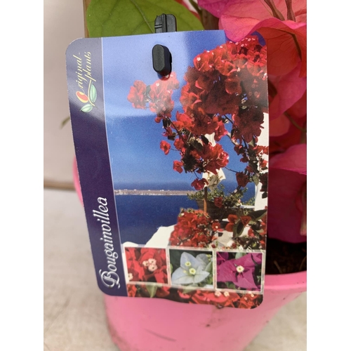 44 - TWO BOUGAINVILLEA DANIA DEEP PINK ON A TRELLIS, 2 LTR POTS HEIGHT 70CM. PATIO READY TO BE SOLD FOR T... 