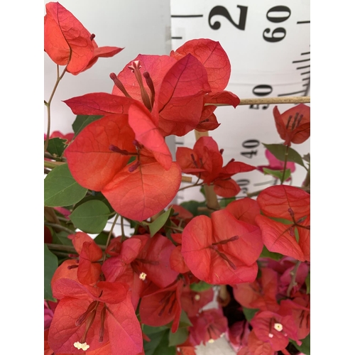 44 - TWO BOUGAINVILLEA DANIA DEEP PINK ON A TRELLIS, 2 LTR POTS HEIGHT 70CM. PATIO READY TO BE SOLD FOR T... 